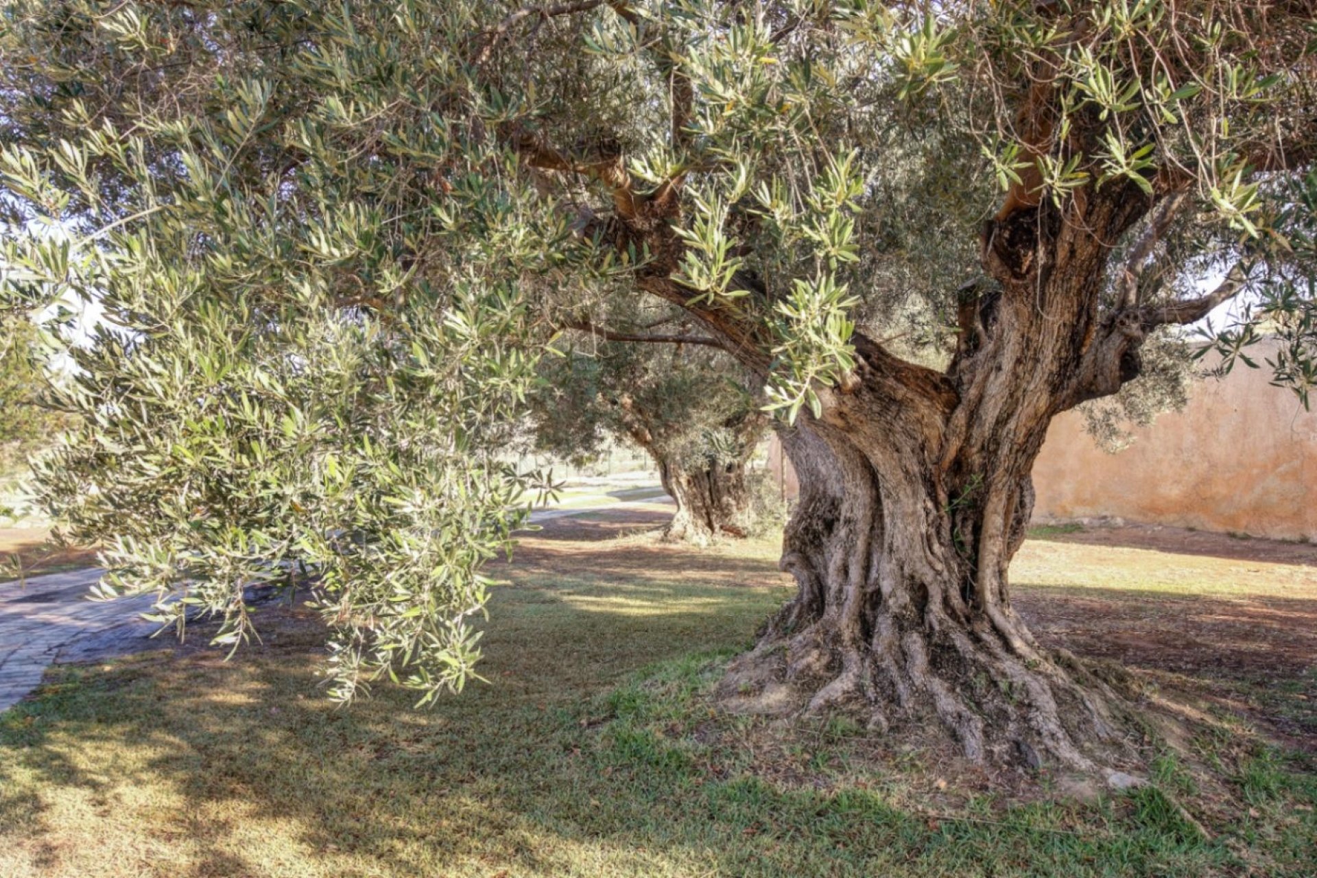 Finca - Country House - Villa - Moraira - Campo