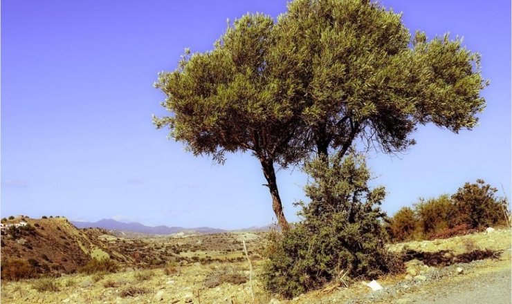 Land - Sale - Benissa - Senija