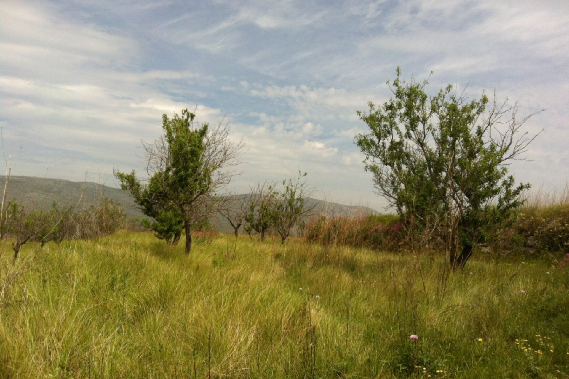 Sale - Plot - Benissa - Partida Berdica Blanca
