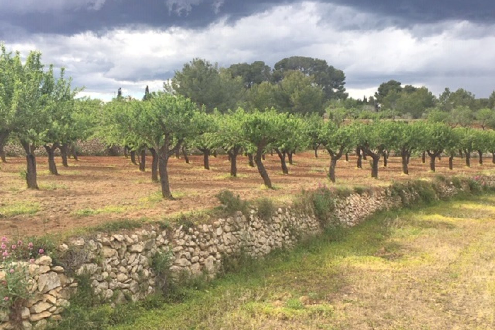 Venta - Parcelas - Benissa - Rural