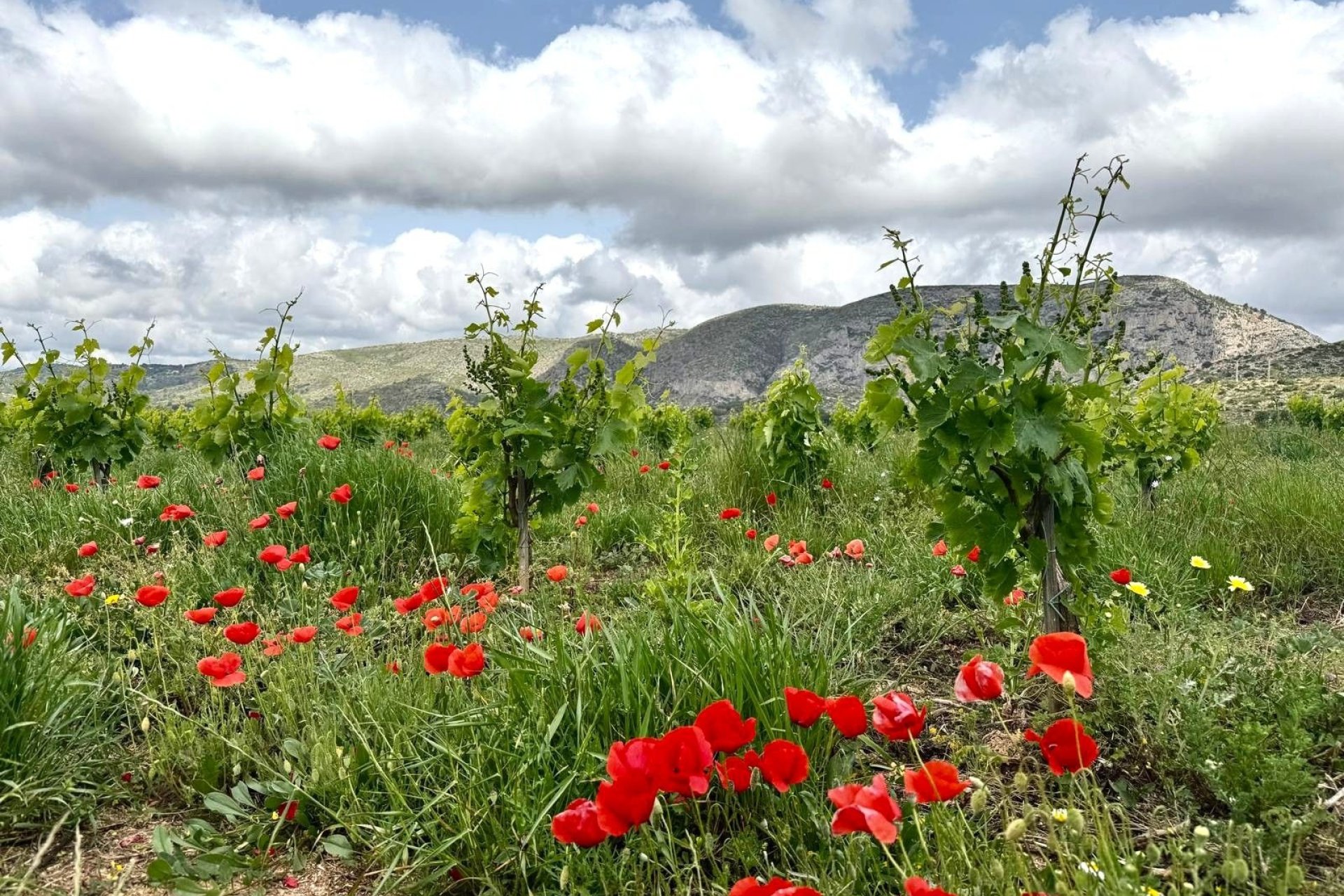 Verkoop - Finca - Teulada