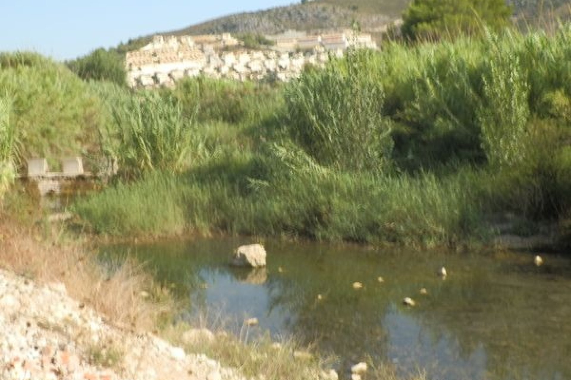 Verkoop - Land - Jalón