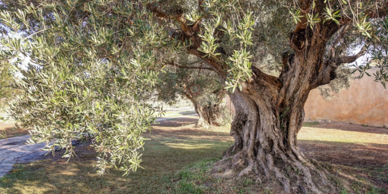 Finca - Country House » Villa » Moraira » Campo